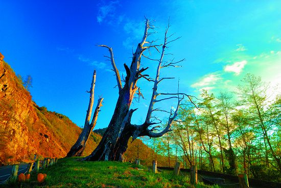 夫妻樹曾經相伴而立的身影／何小綠攝