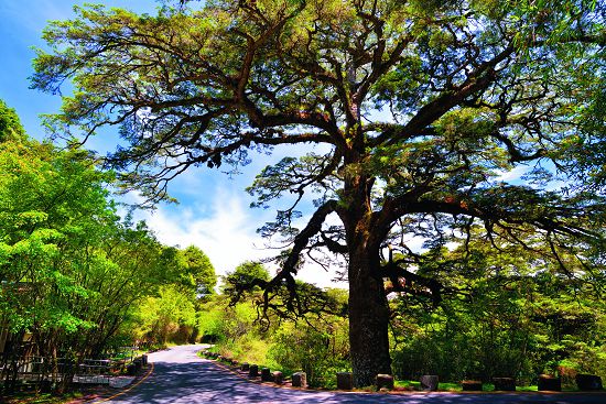 大鐵杉是塔塔加的精神地標，也是玉山林道與楠梓仙溪林道的交會點／何小綠攝