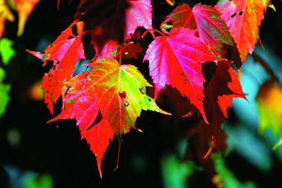 臺灣紅榨槭為秋季的塔塔加披上紅妝／何小綠攝