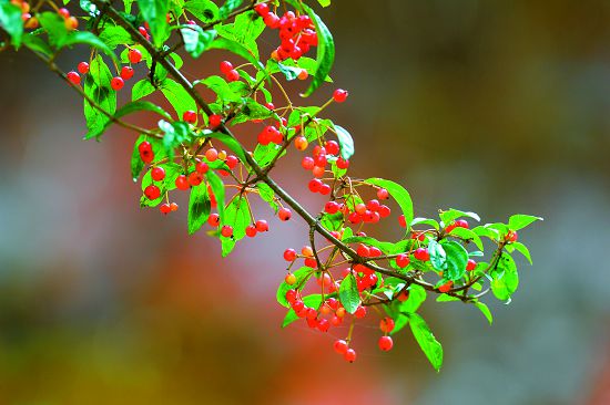 玉山假沙梨在秋季結實纍纍／何小綠攝