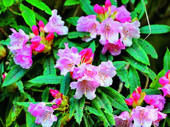玉山杜鵑花開是塔塔加3月底至4月初的物候焦點／印莉敏攝