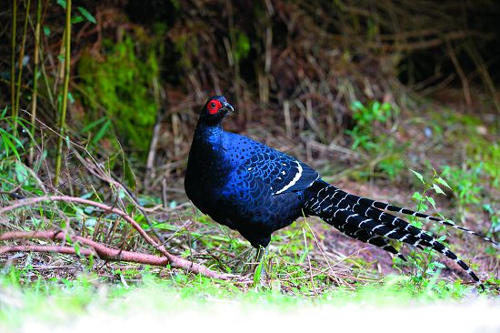 帝雉常在晨昏時段於林下活動／何小綠攝