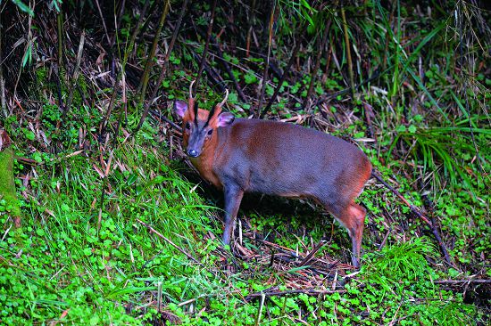 山羌是塔塔加地區經常可見的野生動物， 因其生性害羞，巧遇時不要有太大的動作或聲響才有機會好好觀察／何小綠攝