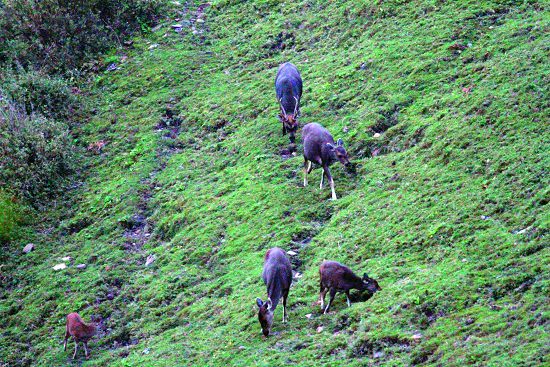 臺灣水鹿家族在坡地上覓食／印莉敏攝