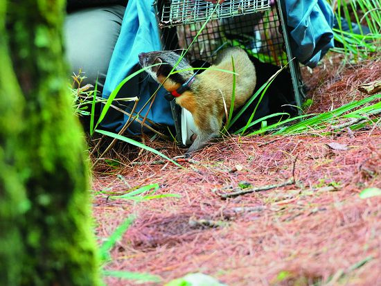 黃喉貂Swinhoe 上顏色鮮艷的無線電發報器後野放， 上圖為小加／印莉敏攝