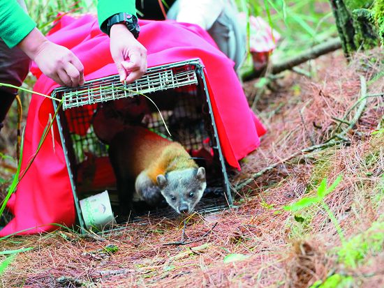 黃喉貂Swinhoe 上顏色鮮艷的無線電發報器後野放， 為阿塔／印莉敏攝