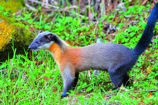 黃喉貂生性機靈／何小綠攝