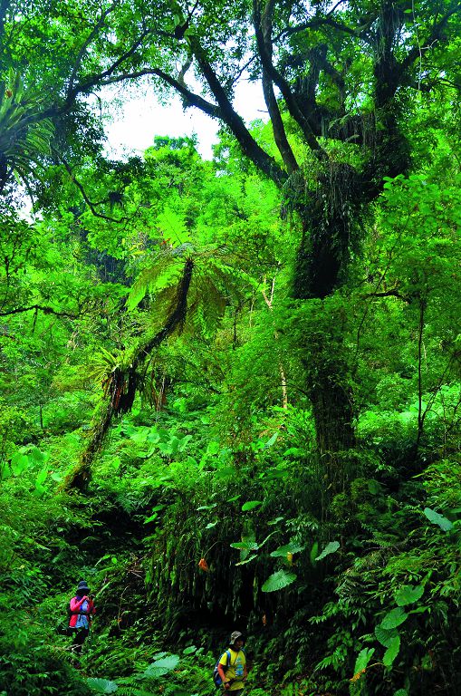 同禮步道是大禮和大同部落間的聯絡到，行走難度比砂卡礑林道高／林茂耀攝