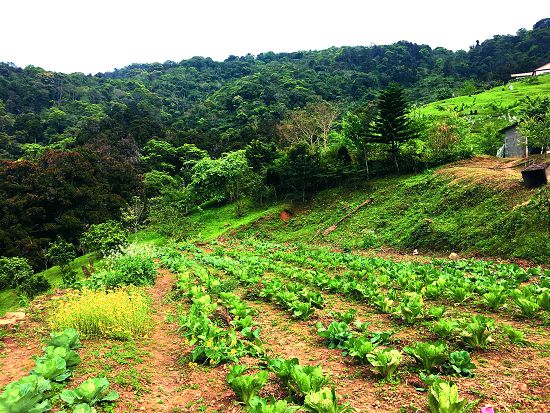 大禮的耕地，也是新鮮食材的來源