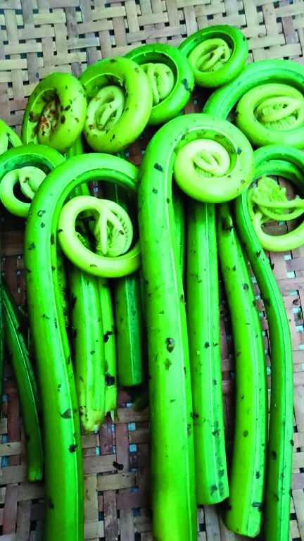 瓦氏鳳尾蕨嫩葉