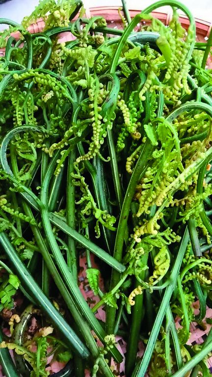 過溝菜蕨嫩葉
