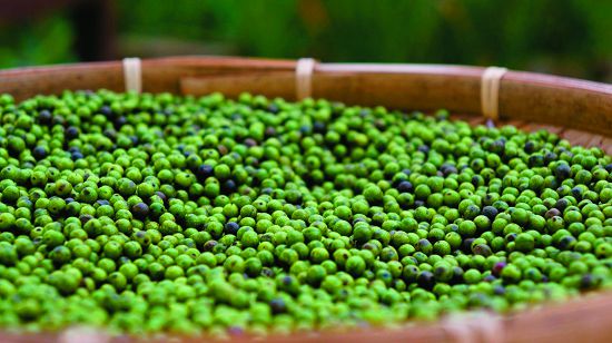 剛剛採摘下來的新鮮瑪格麗（mqrig）果實