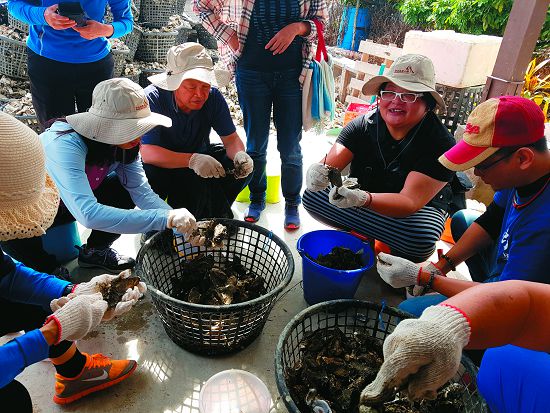圍個圈挖鮮蚵