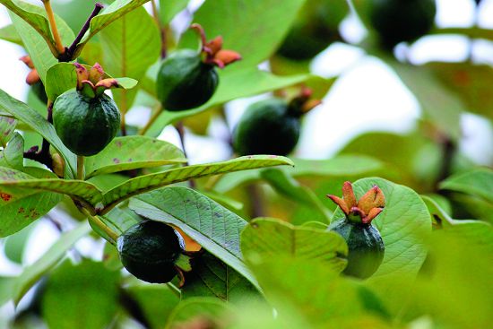 跟著永靖社區人文生態解說員認識野生芭樂