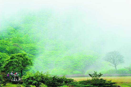 在濃霧中感受陽明山國家公園空氣中的濕度與清新/楊懷智攝