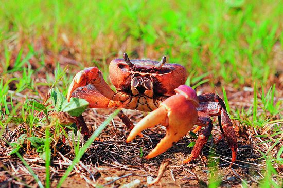 凶狠圓軸蟹(Carclisoma carnifex )都是後灣地區每年農曆6∼9月15∼17日夜間可以觀察到的蟹類/墾管處提供