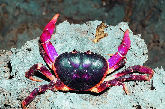 紫地蟹(Gecarcoidea lalandii )都是後灣地區每年農曆6∼9月15∼17日夜間可以觀察到的蟹類/墾管處提供