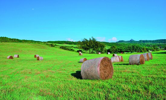 水蛙窟有大面積的盤固拉牧草，秋天收割牧草時，可看到一綑綑巨大的牧草捲