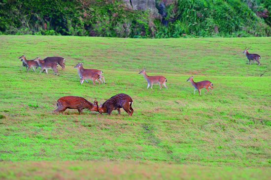 「早安日出梅花鹿」，欣賞數十隻梅花鹿草原漫遊（圖中可見梅花鹿繁殖期公鹿的打鬥行為）
