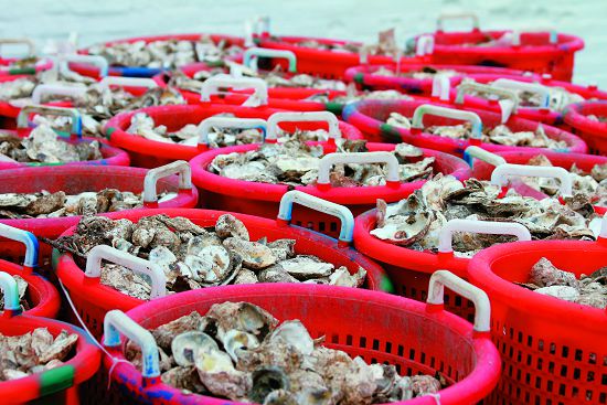 乞沙比克灣的牡蠣一直以來都是支持區域經濟的重要水產項目,同時也是維繫海灣水質的重要功臣(圖為Norfolk District and Chesapeake Bay Foundation 執行的蚵殼回收計畫)/資料來源:創用CC(https:// media.defense.gov/2012/Jul/10/2000751450/-1/-1/0/120406-AON889- 007.JPG, Kerry Solan 攝)
