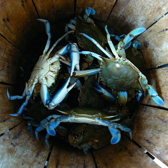 藍蟹(Callinectes sapidus )/資料來源:創用CC(https://www.flickr.com/photos/wilson86/7386453734,Benjamin Wilson 攝)