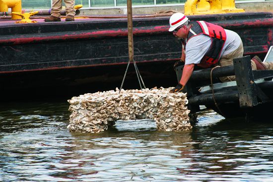 美國陸軍工兵部隊諾福克管區正在Elizabeth 河放置人工牡蠣礁岩,作為野生牡蠣的新家。/資料來源:創用CC(https://www.nao.usace.army.mil/Media/Images/igphoto/2001784474/,PatrickBloodgood 攝)