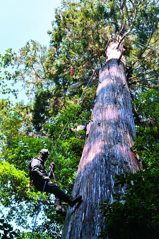 觀霧紅檜巨木依附植物調查/雪管處提供(傅國銘攝)