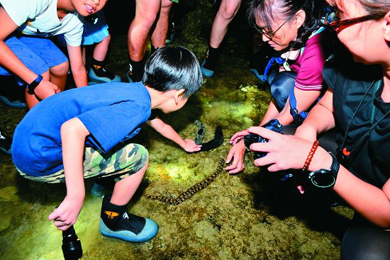 海生館培訓解說員與解說志工(右二)引導小朋友小心地接近及觸摸海參/陳忠能攝