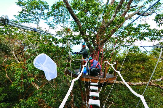 昆蟲調查是雪見樹冠層研究的重要項目/雪管處提供(王榮光攝)