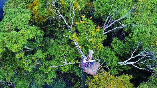 雪見樹冠層平臺/雪管處提供
