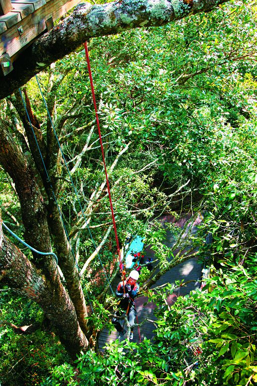 攀樹對於樹冠層研究人員而言是必備技能/雪管處提供(潘振彰攝)