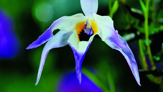 新竹石斛(Dendrobium falconeri )