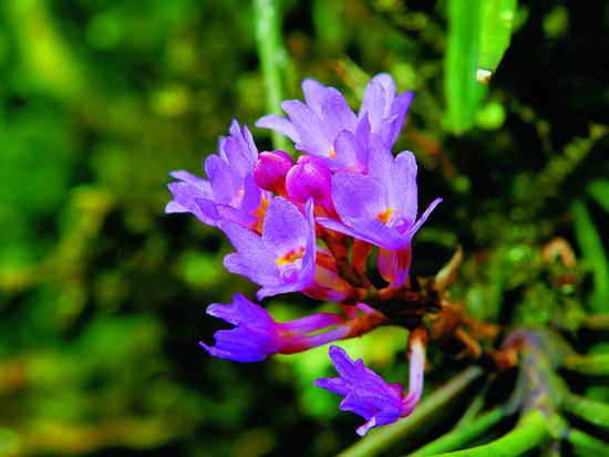 小鹿角蘭(Holcoglossum pumilum )