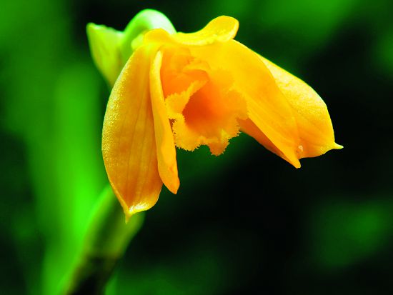 附生植物是樹冠層中引人入勝的焦點/雪管處提供 金草蘭(Dendrobium chryseum )