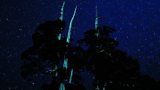 雪霸國家公園璀璨的星空/雪管處提供