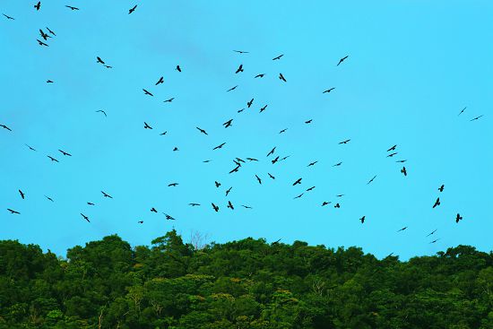 里德健走護鷹行