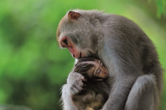 臺灣獼猴子代會模仿親代行為,因此行為調整需要給予更多的時間
