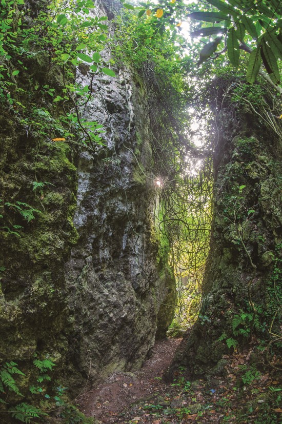 壽山「一線天」筆直的石灰岩峭壁/國家自然公園管理處提供(徐哲暉攝)