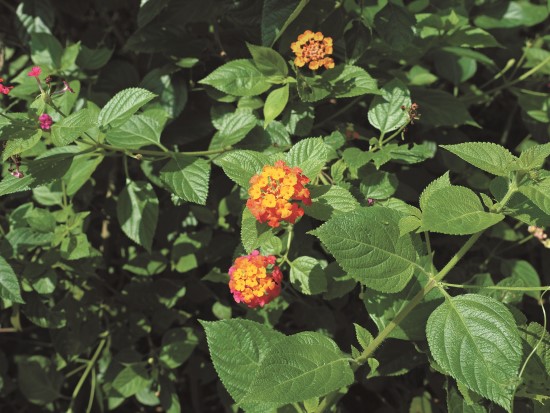 馬纓丹為外來種植物,全株在揉碎後會有刺激的味道/呂慧穎