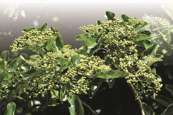 臺灣魚臭木的葉片搓揉後,發出濃重的魚腥味/陳忠能