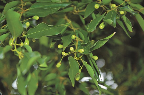 山肉桂葉片富含精油,名符其實有著肉桂香氣/林茂耀