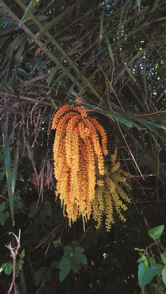 山棕澄黃的花朵散發出濃郁的香味,十數公尺之外就能聞到