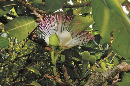 棋盤腳於夜間開花,發出清雅的花香/陳忠能