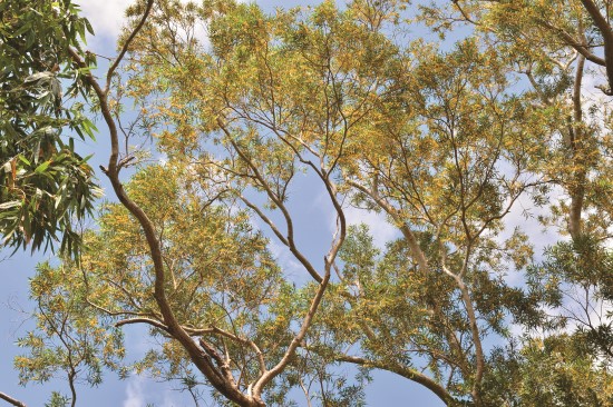 相思樹滿樹的黃花,在天氣晴朗時發出淡淡的花香/陳忠能