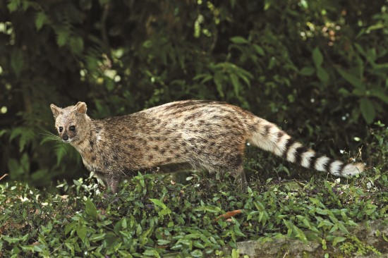 麝香貓肛腺會產生麝香味道分泌物/陽管處提供
