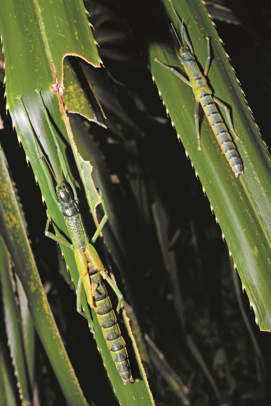 津田氏大頭竹節蟲遭遇危險時,會噴發味道像綠油精的乳白液體/陳忠能