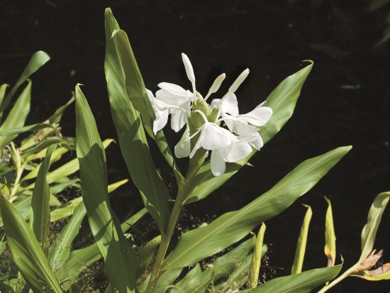 野薑花香淡雅/呂慧穎