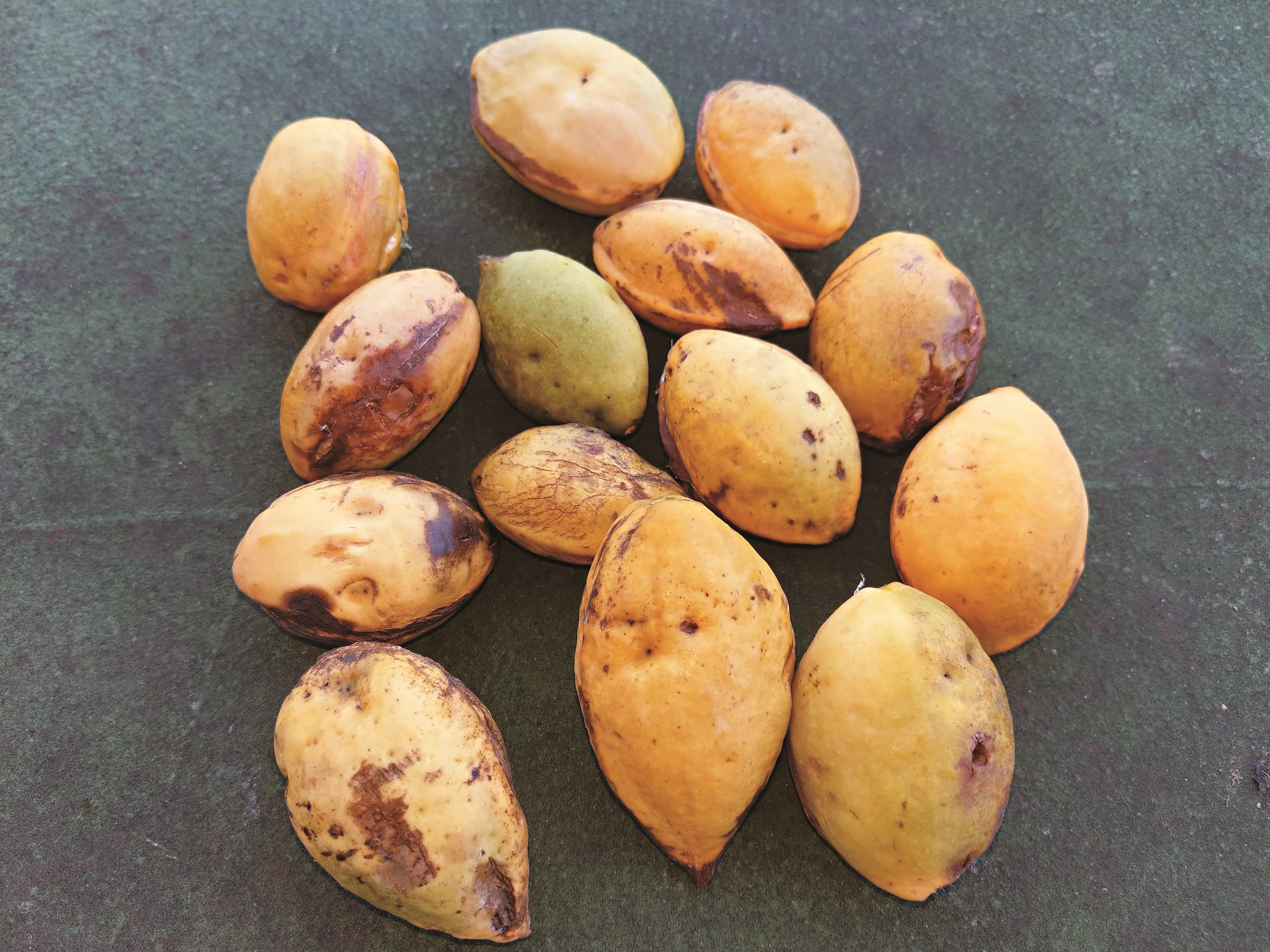 欖仁成熟的果實人也可以吃,也是猴子、松鼠、果子貍喜愛的食物/陳忠能