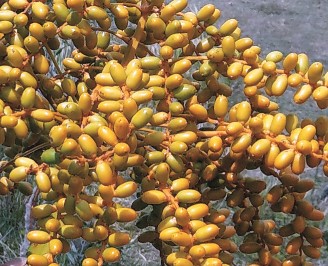 臺灣海棗果實/永靖社區發展協會提供