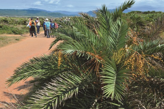 臺灣海棗喜歡陽光充足的溫暖環境,果實成熟後可食/陳忠能